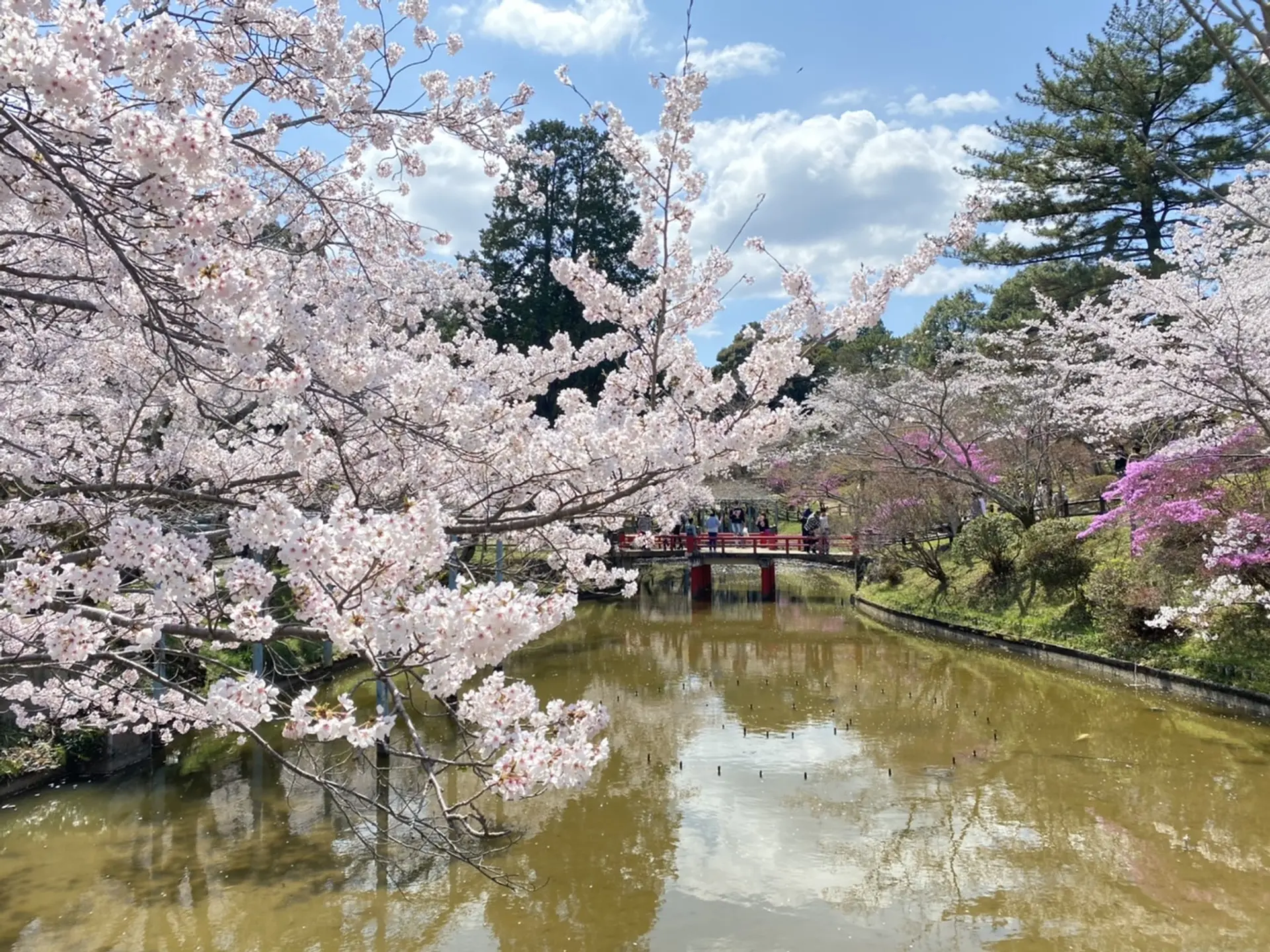3月23日開花予想】 津偕楽公園の桜の開花間近！今年は茶店や夜間の